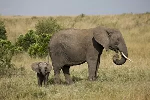 Images Dated 1st October 2008: African elephant (Loxodonta africana), Masai Mara National Reserve, Kenya, East Africa, Africa