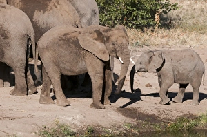 African elephant (Loxodonta africana), Mashatu Game Reserve, Botswana, Africa