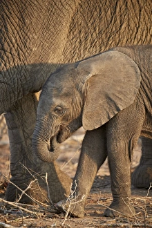 African elephant (Loxodonta africana) baby, Kruger National Park, South Africa, Africa
