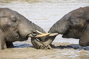 African elephant (Loxodonta africana) bathing, Addo elephant national park, Eastern Cape