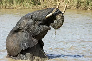 Tusk Gallery: African elephant (Loxodonta africana) bathing, Addo elephant national park, Eastern Cape