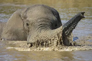 African elephant (Loxodonta africana) bathing, Addo elephant national park, Eastern Cape
