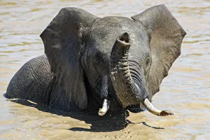 African elephant (Loxodonta africana) bathing, Addo elephant national park, Eastern Cape