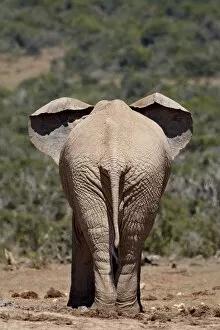 African elephant (Loxodonta africana) from behind, Addo Elephant National Park