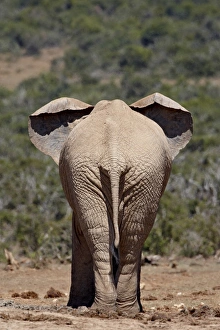 African elephant (Loxodonta africana) from behind, Addo Elephant National Park African elephant (Loxodonta africana) from behind, Addo Elephant National Park