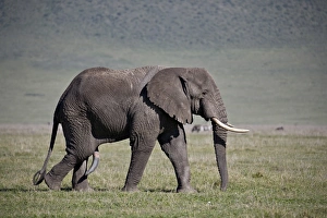 African elephant (Loxodonta africana) bull, Ngorongoro Crater, Tanzania, East Africa