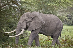 African elephant (Loxodonta africana) bull, Ngorongoro Crater, Tanzania, East Africa