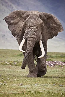 African elephant (Loxodonta africana) bull, Ngorongoro Crater, Tanzania, East Africa