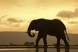 Backlit Prints: African elephant (Loxodonta Africana) bull at dusk, Zimanga Private Game Reserve