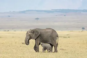 African elephant (Loxodonta africana) calf suckling, Masai Mara, Kenya, East Africa, Africa