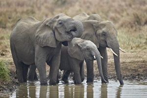 Three African elephant (Loxodonta africana) drinking, Mikumi National Park, Tanzania