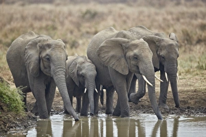 African elephant (Loxodonta africana) drinking, Mikumi National Park, Tanzania, East Africa