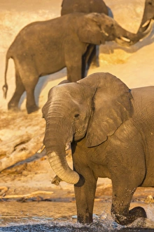 Dust Gallery: African elephant (Loxodonta africana) at dust bath, Chobe National Park, Botswana, Africa
