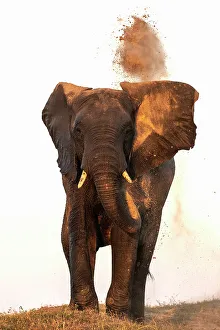 African elephant (Loxodonta africana) dusting, Chobe National Park, Botswana, Africa