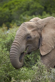 African elephant (Loxodonta africana) eating, Addo Elephant National Park, South Africa