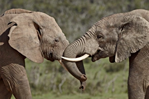 Tusk Gallery: Two African elephant (Loxodonta africana) face to face, Addo Elephant National Park