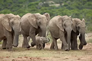 Safari Animals Gallery: African elephant (Loxodonta africana) family, Addo Elephant National Park, South Africa, Africa