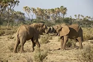 Two African elephant (Loxodonta africana) fighting