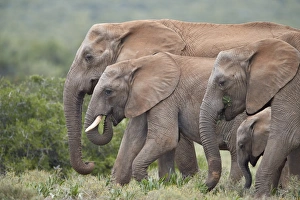 Top Section Gallery: African Elephant (Loxodonta africana) group, Addo Elephant National Park, South Africa
