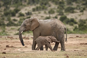 African elephant (Loxodonta africana) mother and baby, Addo Elephant National Park, South Africa, Africa