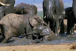 African elephant (Loxodonta africana) mudbathing