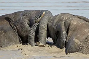Two African elephant (Loxodonta africana) playing in the water, Addo Elephant National Park