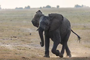 Muddy Prints: African elephant (Loxodonta africana) running, Chobe river, Botswana
