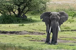 Eye Contact Gallery: African elephant (Loxodonta africana), Seronera, Serengeti National Park, UNESCO World