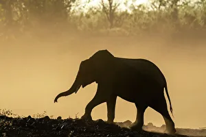Back Lit Prints: African elephant (Loxodonta africana) in silhouette