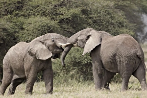 Face To Face Prints: Two African elephant (Loxodonta africana) sparring, Serengeti National Park