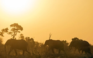 Silhouetted Prints: African elephant (Loxodonta Africana) at sunset, Kruger National Park, South Africa