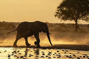 Savanna Prints: African elephant (Loxodonta africana) at sunset, Nxai Pan National Park, Botswana, Africa
