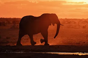 Step Prints: African elephant (Loxodonta africana) at sunset, Nxai Pan National Park, Botswana, Africa