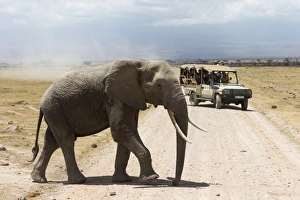 Dirt Track Prints: African elephant (Loxodonta africana) and tourists