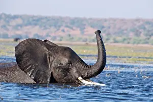 Loxodonta Prints: African Elephant (Loxodonta Africana) wades through a deeper section of a river