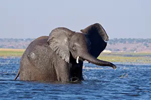 Loxodonta Prints: African Elephant (Loxodonta Africana) wades through a deeper section of a river