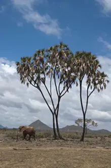 African elephant (Loxodonta africana) walking near a doum palm (Hyphaene coriacea)