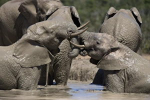 Addo Prints: African elephant Loxodonta africana) in water