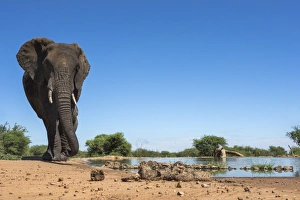 North West Province Prints: African elephant (Loxodonta africana) at waterhole