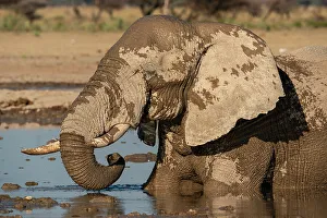 Savanna Prints: African elephant (Loxodonta africana) at waterhole