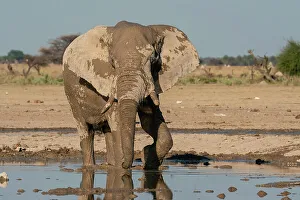 Savanna Prints: African elephant (Loxodonta africana) at waterhole