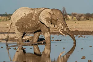 Earth Tones Prints: African elephant (Loxodonta africana) at waterhole