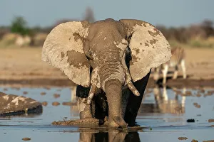 Photogenic Prints: African elephant (Loxodonta africana) at waterhole