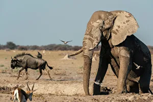 Savanna Prints: African elephant (Loxodonta africana) at waterhole