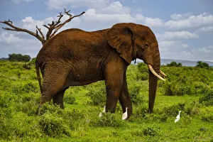 Small Group Of Animals Prints: African elephant (Loxodonta), Amboseli National Park, Kenya, East Africa, Africa