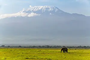 Savannas Prints: African elephant (Loxodonta) with Mount Kilimanjaro in the background