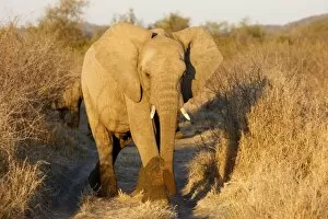 Tusk Gallery: African elephant, Madikwe game reserve, Madikwe, South Africa, Africa