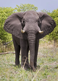 Loxodonta Prints: African elephant, Okavango Delta