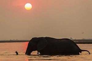 Wading Prints: African elephant at sunset (Loxodonta africana), Chobe national park, Botswana, Africa