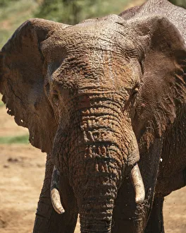 Eastern Cape Prints: African Elephant at watering hole